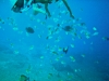P066-399-256-271-12069